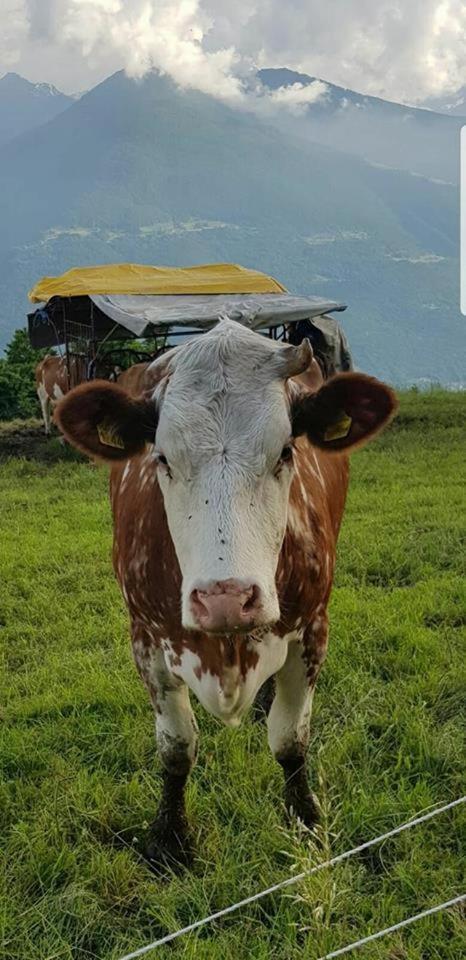 Alloggio Del Contadino Sondrio Exteriér fotografie