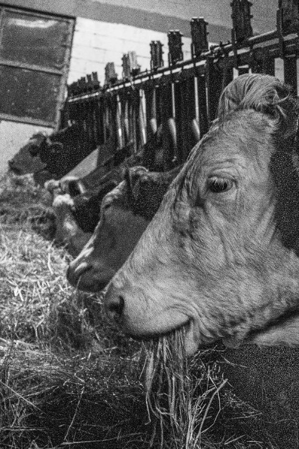 Alloggio Del Contadino Sondrio Exteriér fotografie
